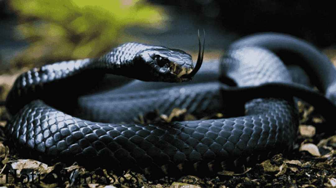 Ý nghĩa ẩn sau hình ảnh con rắn là gì? 