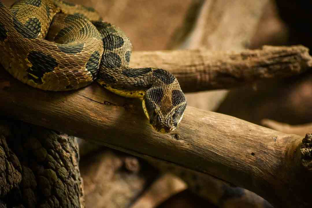 Thấy con rắn nên đánh số bao nhiêu để mang về may mắn? 