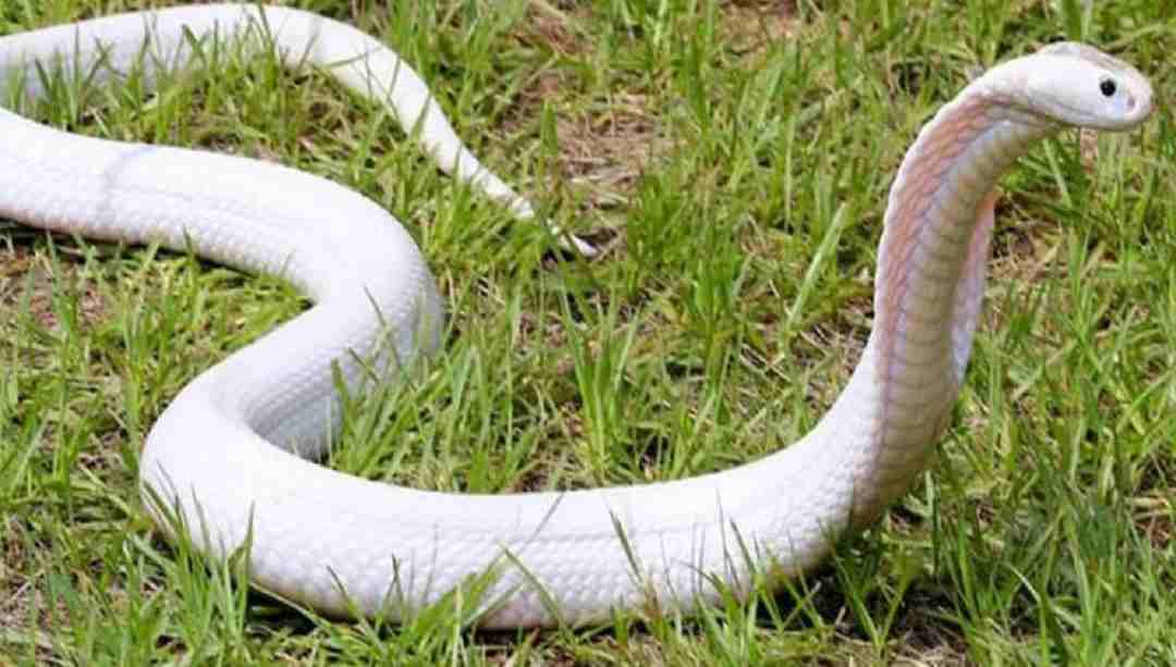 Mơ thấy rắn đuổi không hẳn là dự báo nguy hiểm cận kề