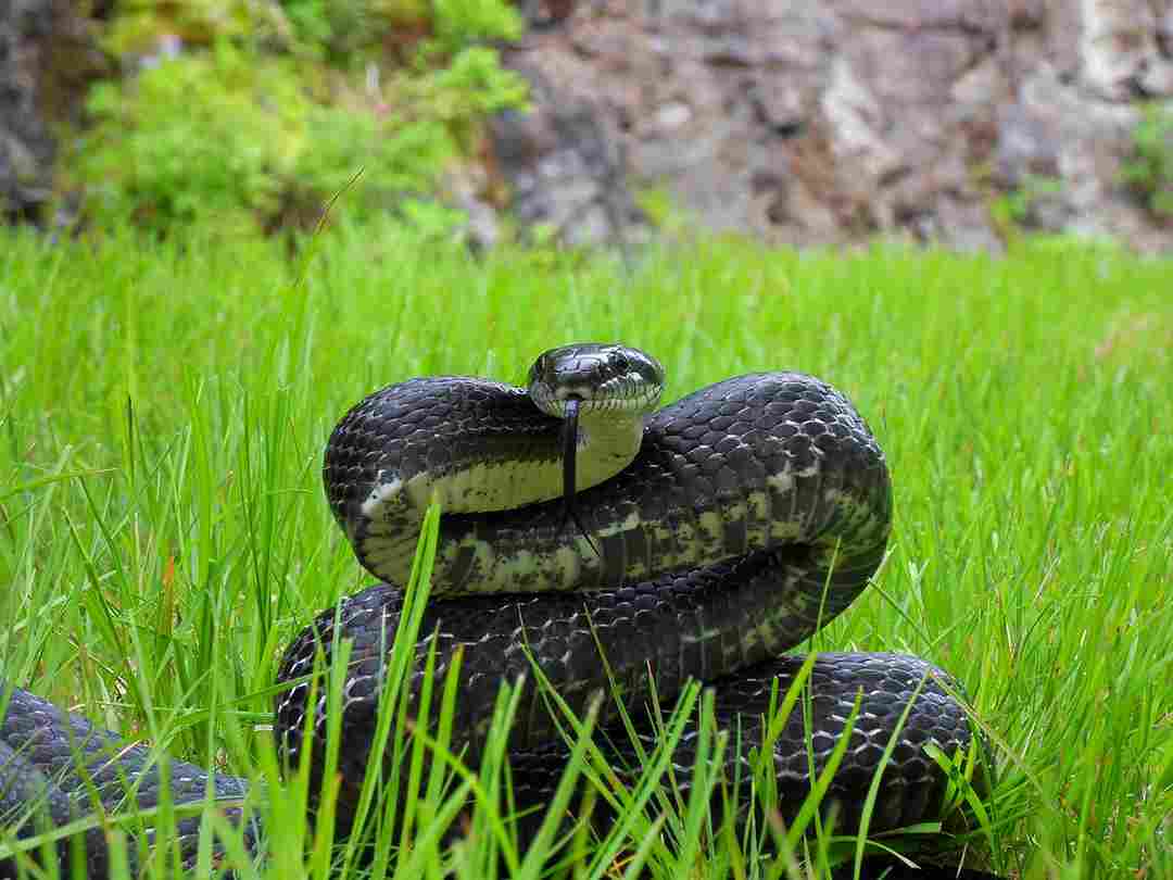 Câu hỏi thú vị về tập sinh sản của loài rắn đẻ trứng hay đẻ con?