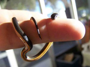 Chiêm bao thấy rắn nhỏ số mấy giúp anh em lô thủ hốt bạc?